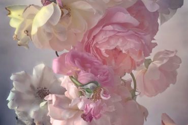 nick knight roses