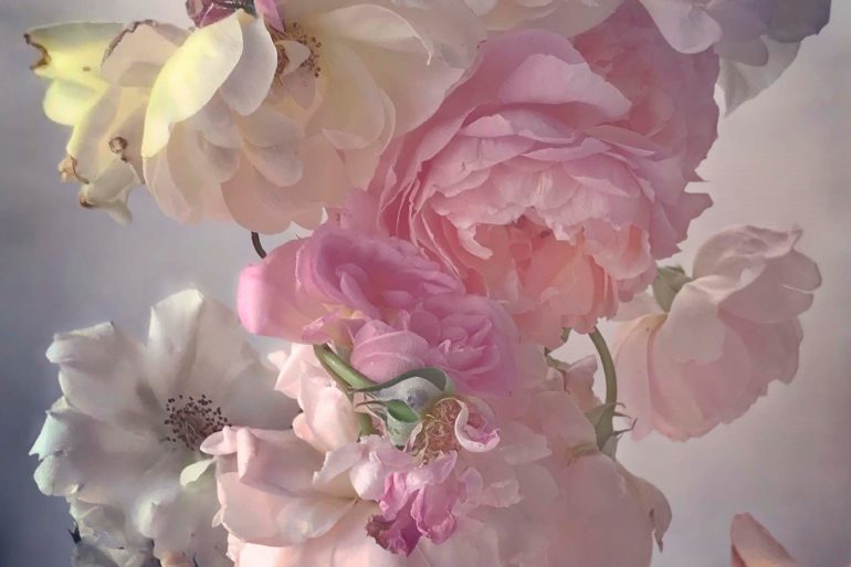 nick knight roses